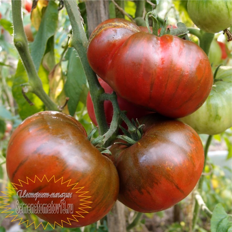 томат арбузный