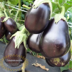 Черные сорта баклажанов - Семена Томатов