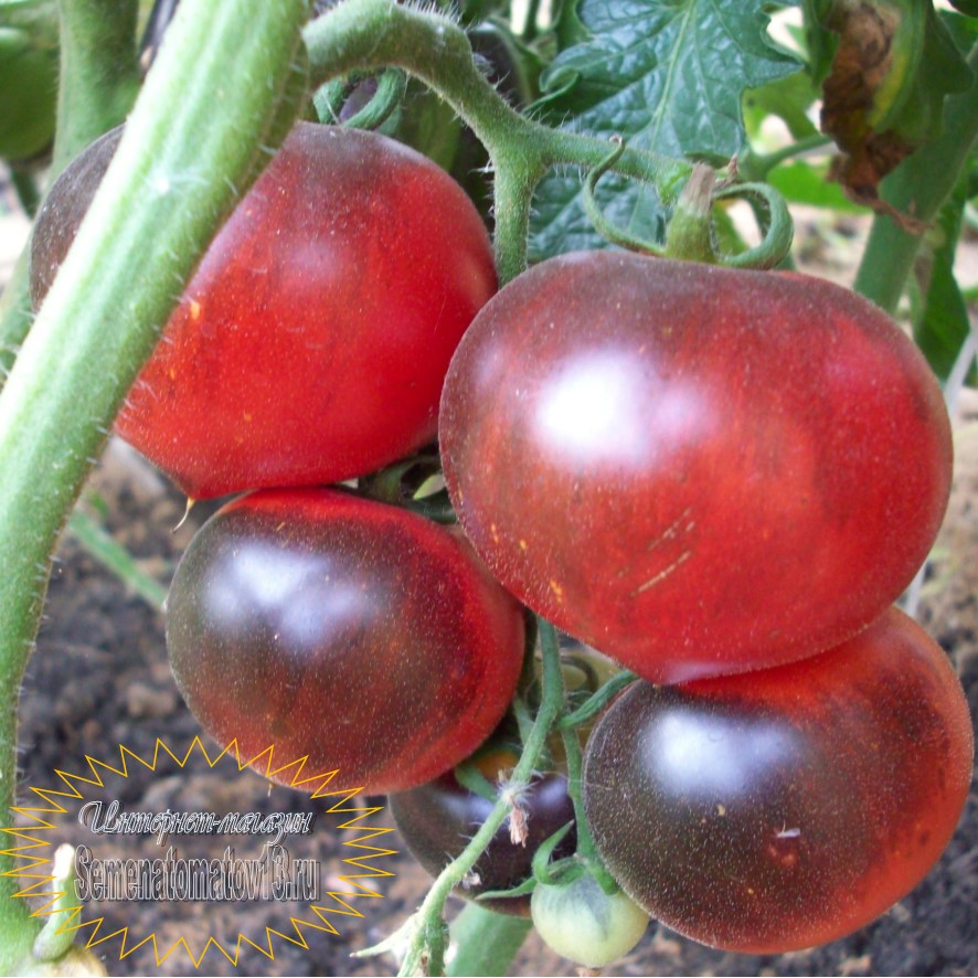 Томат Красный уголь: описание сорта помидоров, характеристики, посадка, выращивание, болезни и вредители