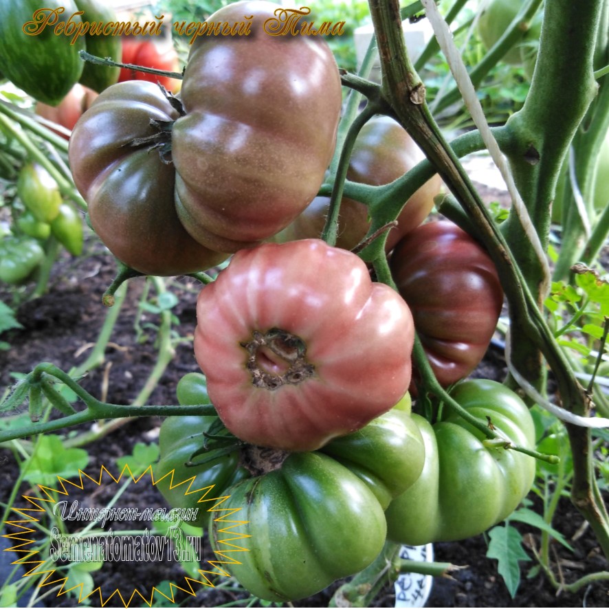 Многообразие размеров и форм ребристых томатов