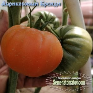 Желтые и оранжевые сорта томатов - Семена Томатов