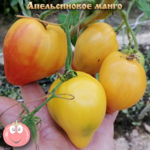 Желтые и оранжевые сорта томатов - Семена Томатов